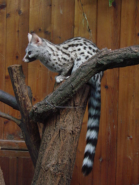 A genet on a tree in Warsaw zoo